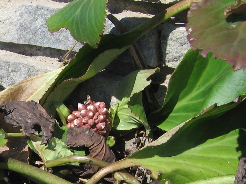 f:id:atarou:20110404203148j:image