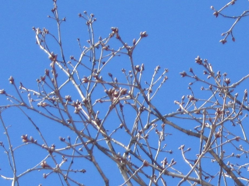 f:id:atarou:20110405055809j:image