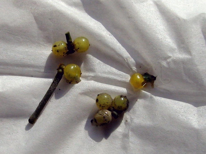 f:id:atarou:20110406062437j:image