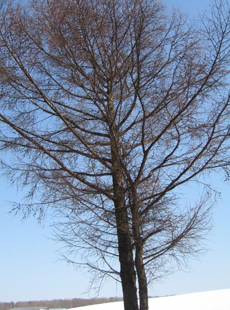 f:id:atarou:20110406063559j:image