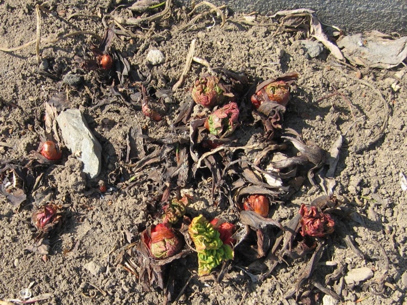 f:id:atarou:20110407060734j:image f:id:atarou:20110407060734j:image