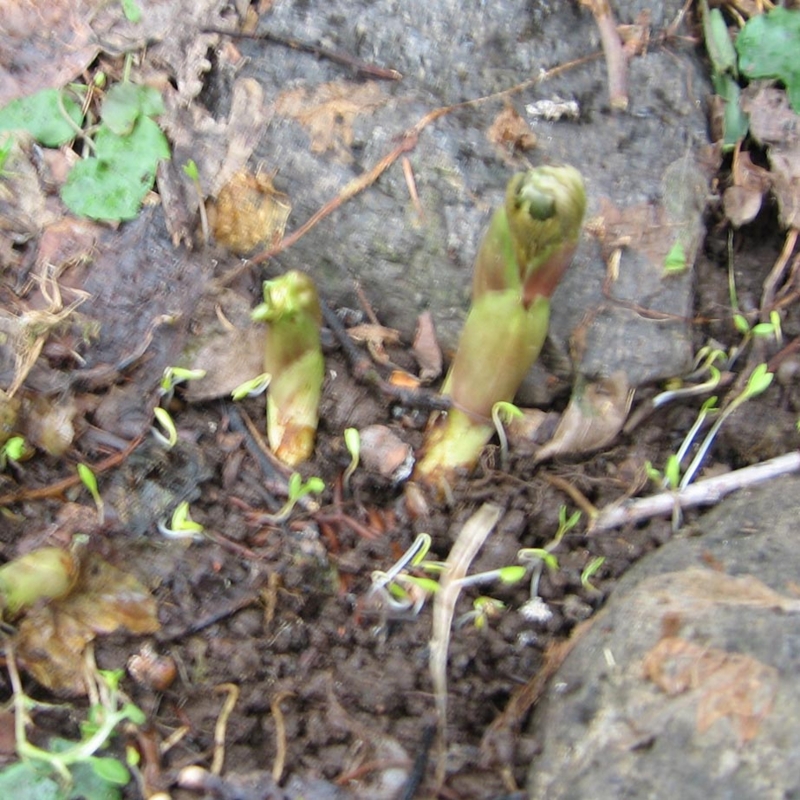 f:id:atarou:20110408065504j:image
