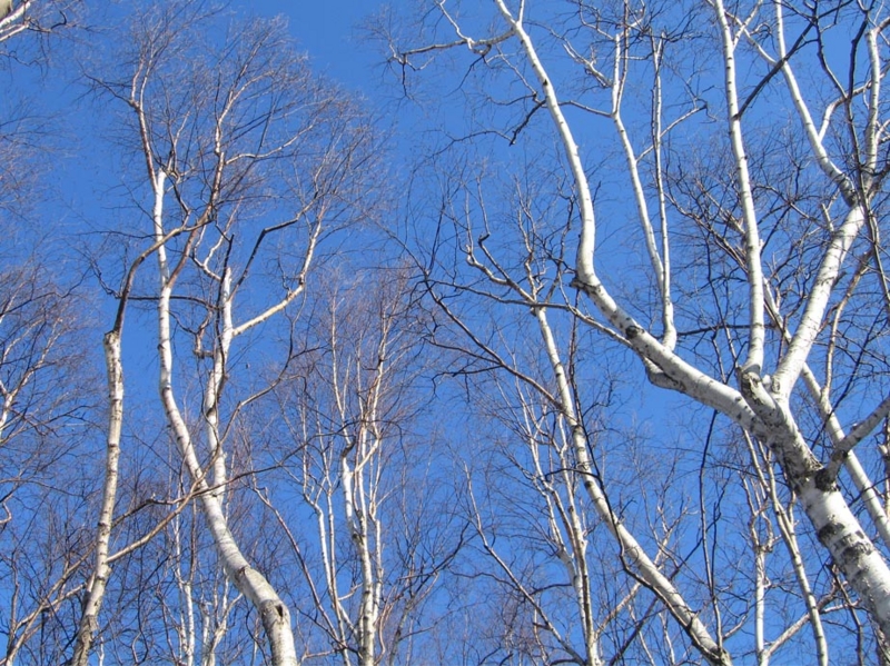 f:id:atarou:20110409055617j:image