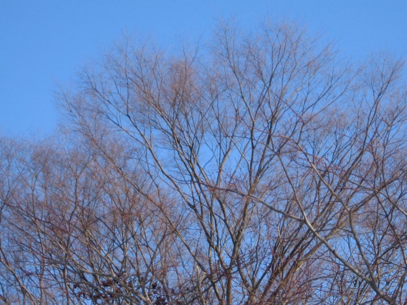 f:id:atarou:20110409060332j:image