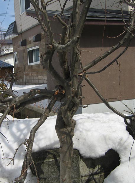 f:id:atarou:20110410063029j:image