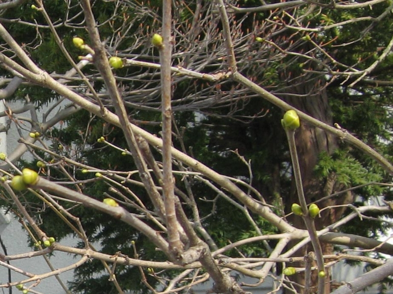f:id:atarou:20110410064928j:image