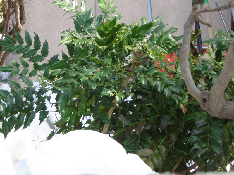 f:id:atarou:20110412065954j:image
