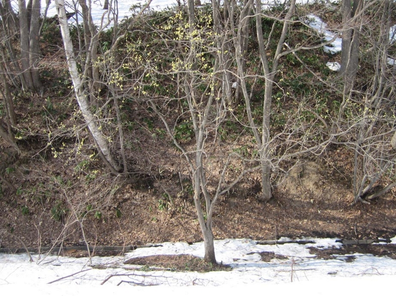 f:id:atarou:20110412070734j:image