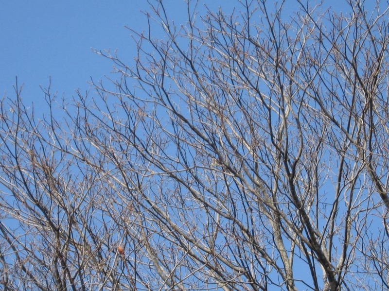 f:id:atarou:20110412072651j:image