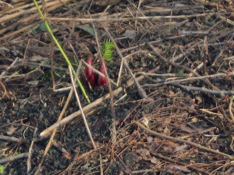 f:id:atarou:20110414065129j:image