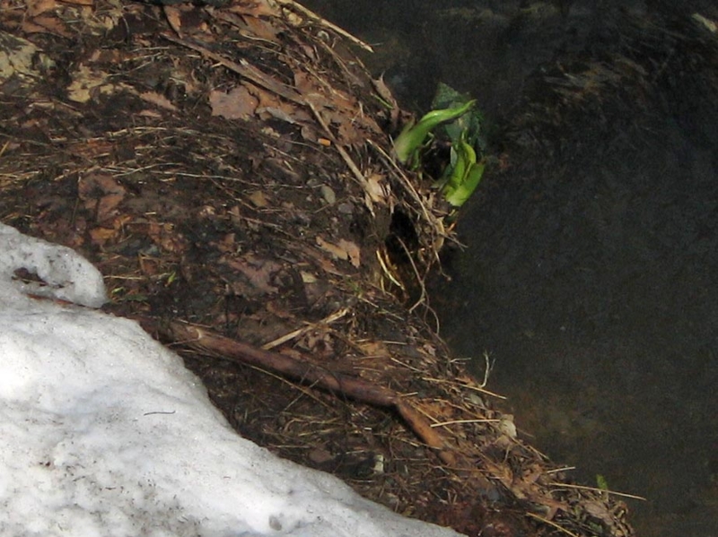 f:id:atarou:20110414065130j:image