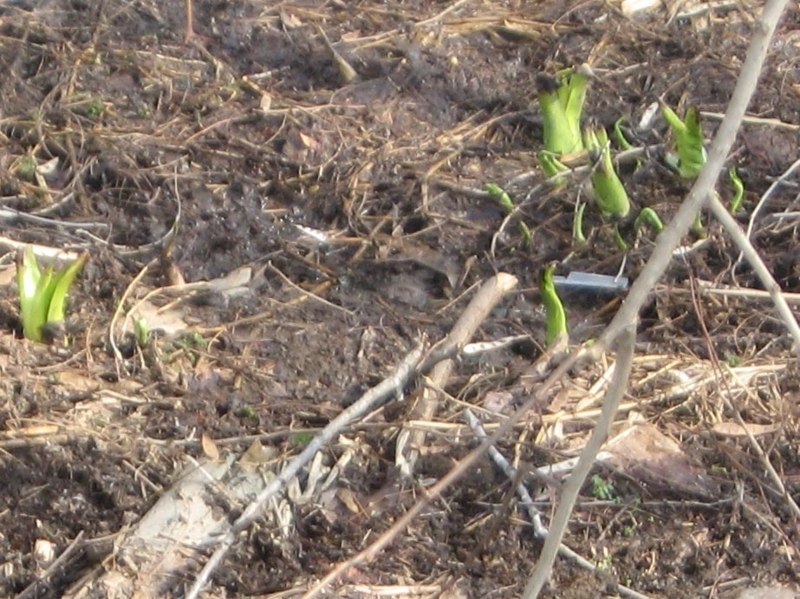 f:id:atarou:20110414065136j:image
