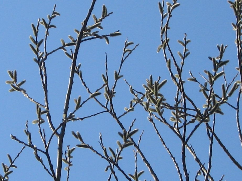 f:id:atarou:20110415061258j:image