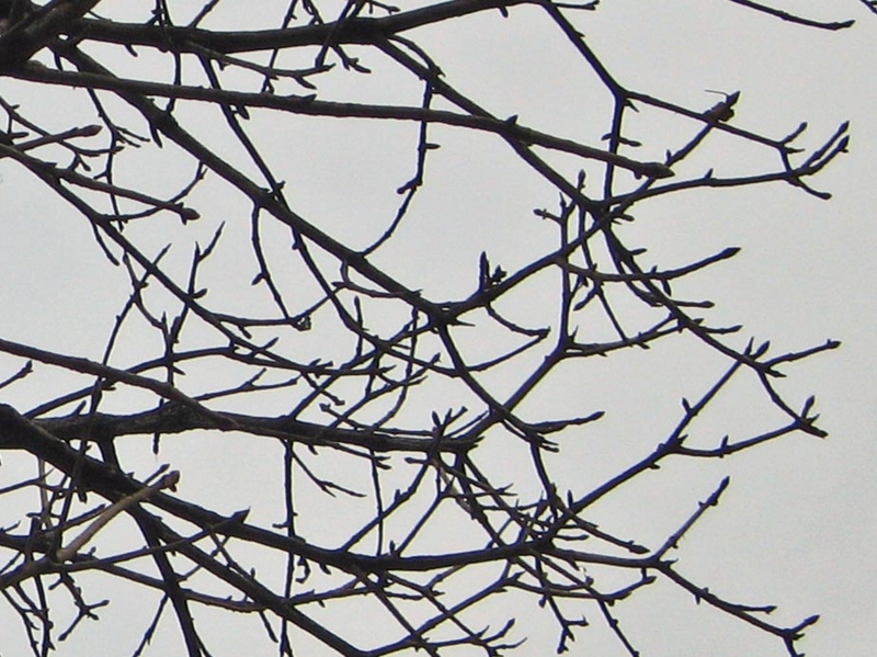 f:id:atarou:20110416064511j:image