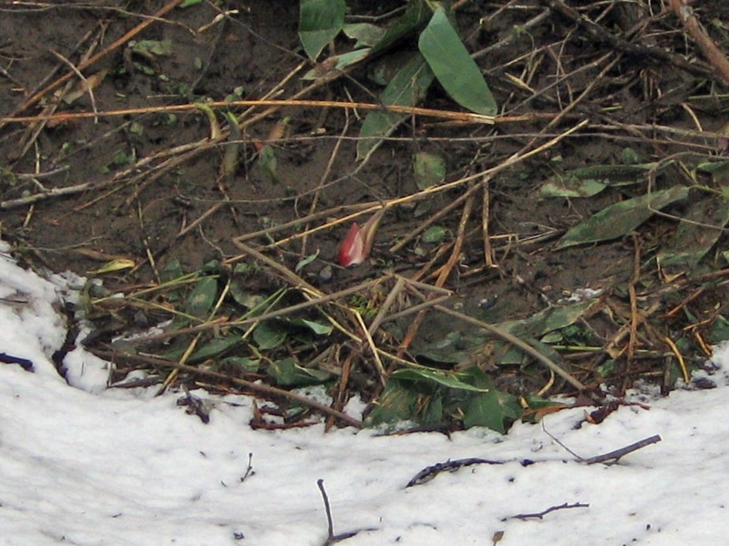 f:id:atarou:20110417182820j:image