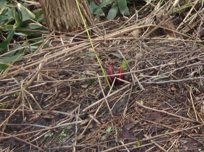 f:id:atarou:20110417182823j:image