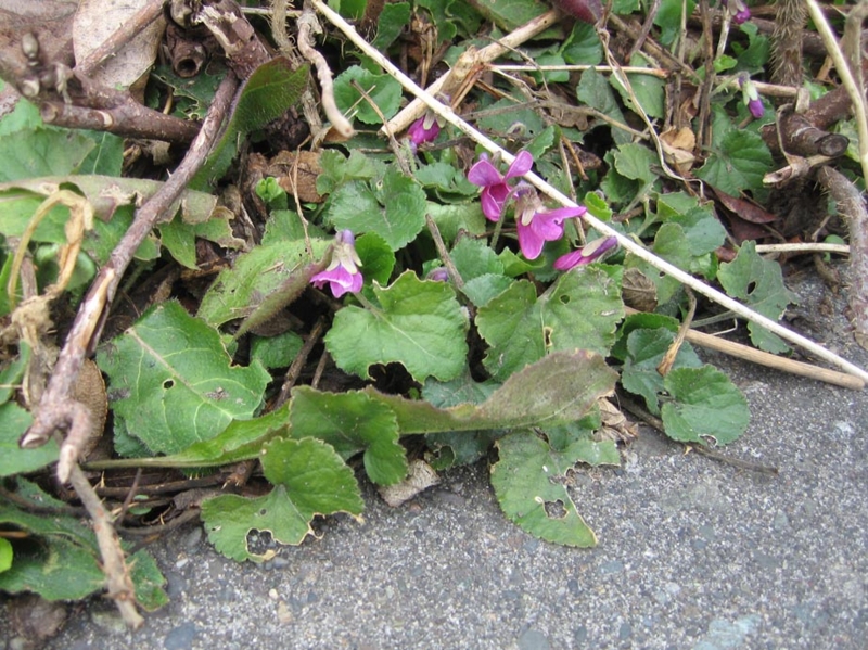 f:id:atarou:20110418063337j:image