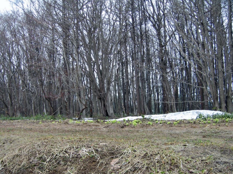 f:id:atarou:20110418063715j:image