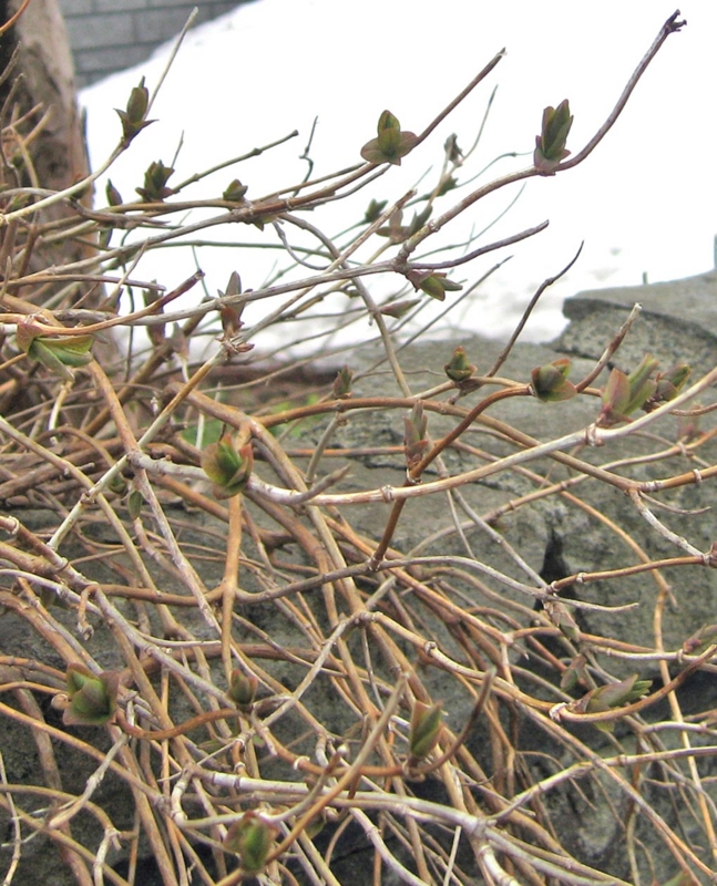 f:id:atarou:20110418173303j:image
