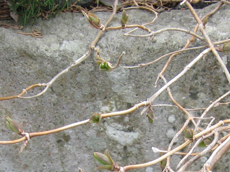 f:id:atarou:20110418175008j:image