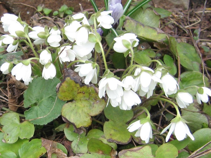 f:id:atarou:20110418175325j:image