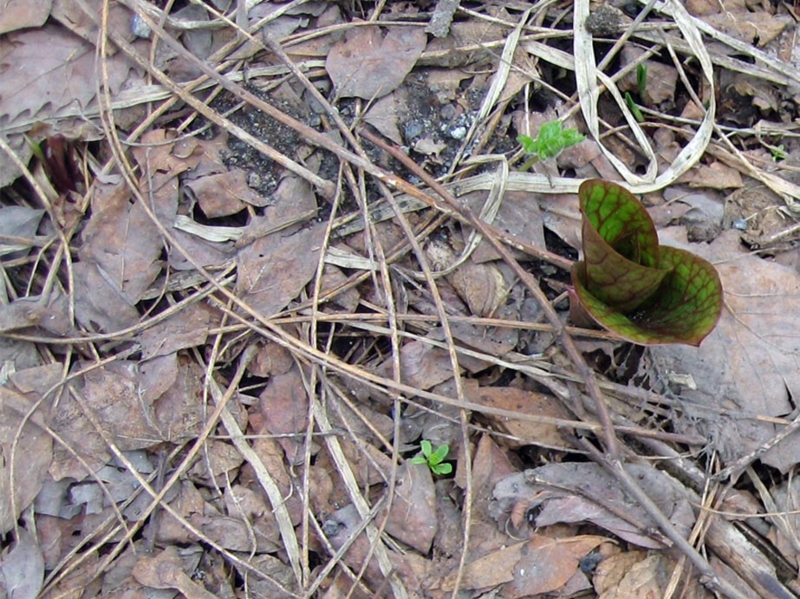 f:id:atarou:20110419062921j:image