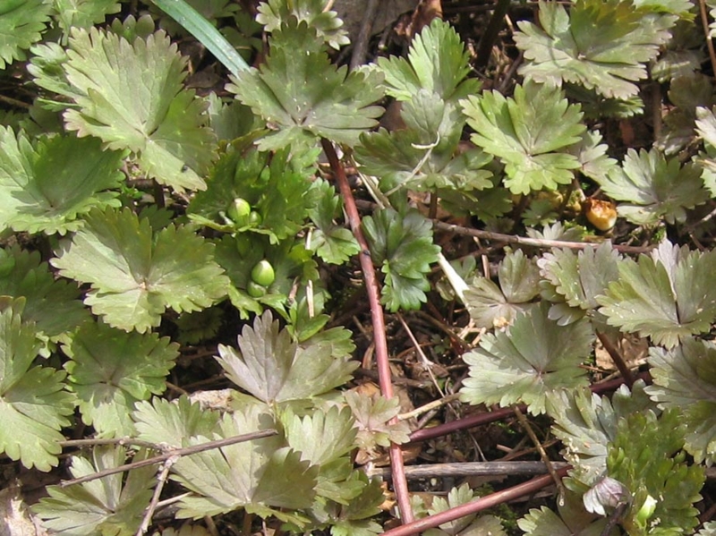 f:id:atarou:20110420195847j:image