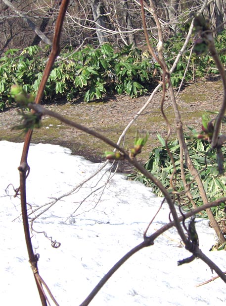 f:id:atarou:20110421061405j:image