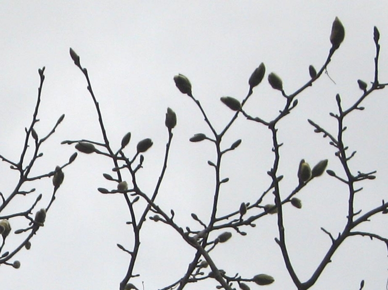 f:id:atarou:20110422055822j:image