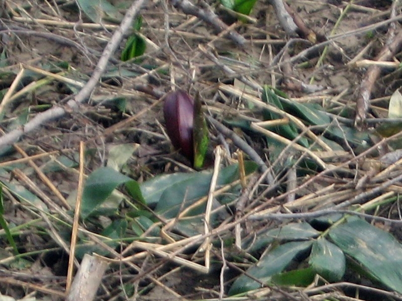 f:id:atarou:20110423054645j:image