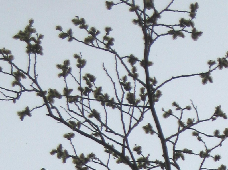 f:id:atarou:20110424074029j:image