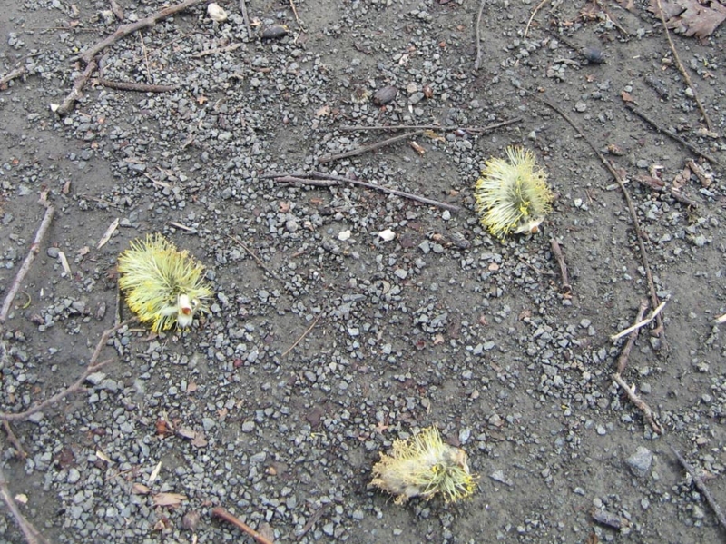 f:id:atarou:20110425070021j:image