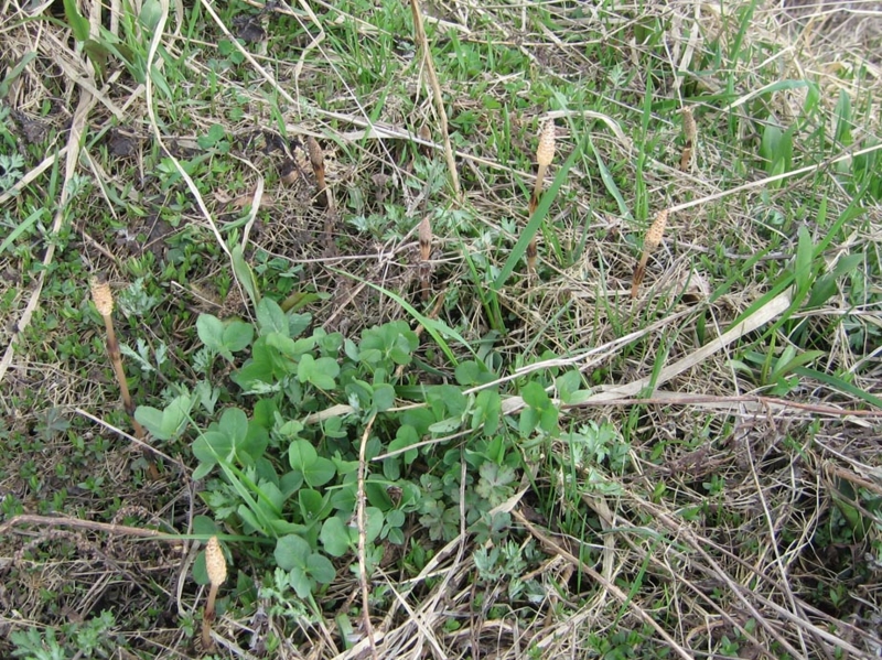 f:id:atarou:20110427055831j:image