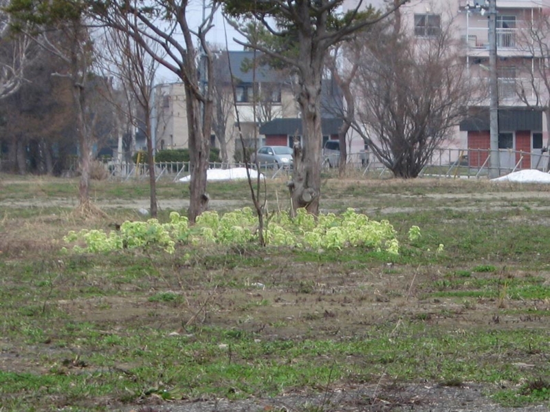 f:id:atarou:20110428055723j:image