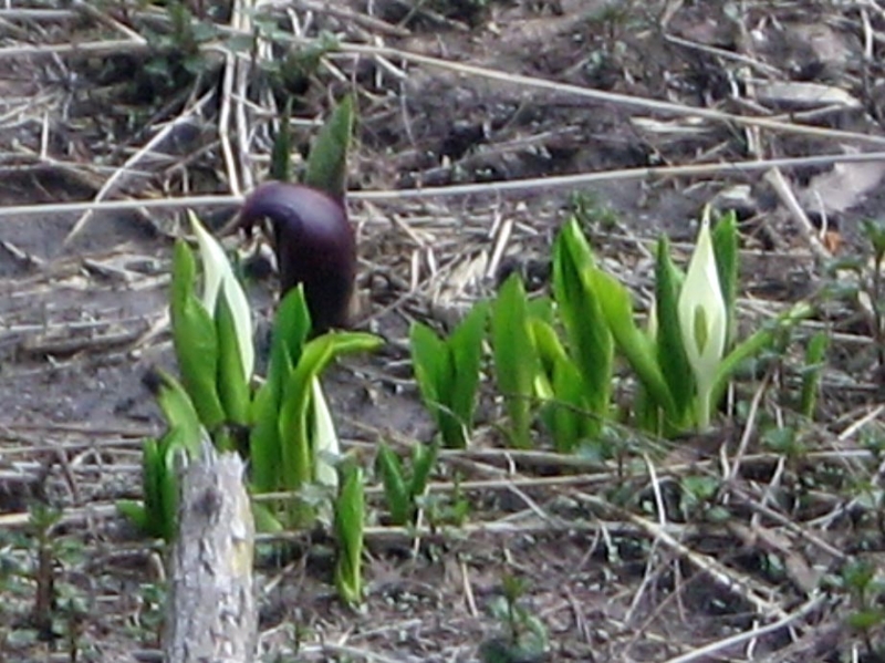 f:id:atarou:20110428060846j:image