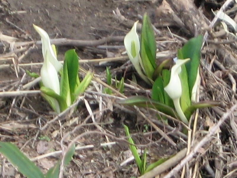 f:id:atarou:20110428060847j:image