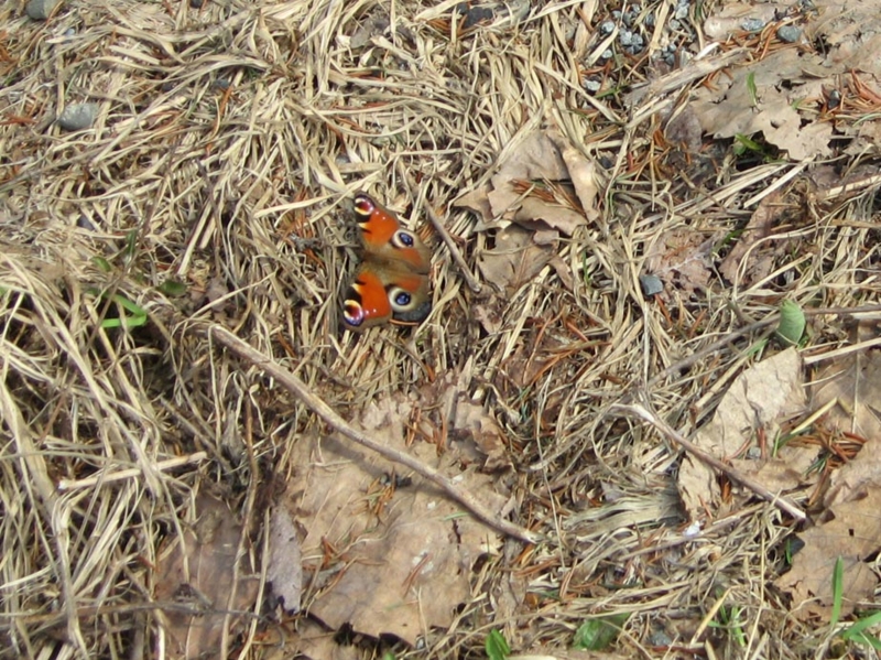 f:id:atarou:20110428061945j:image