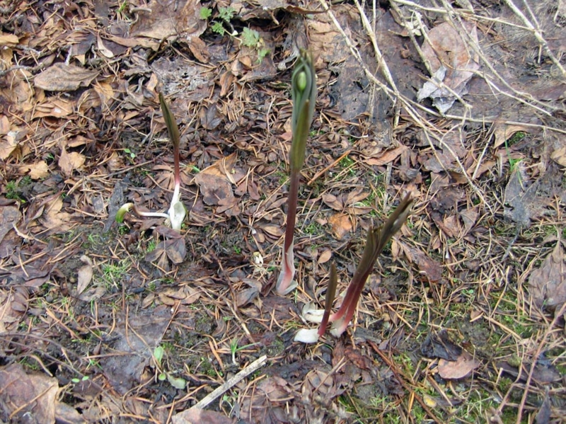 f:id:atarou:20110430062418j:image f:id:atarou:20110430062418j:image