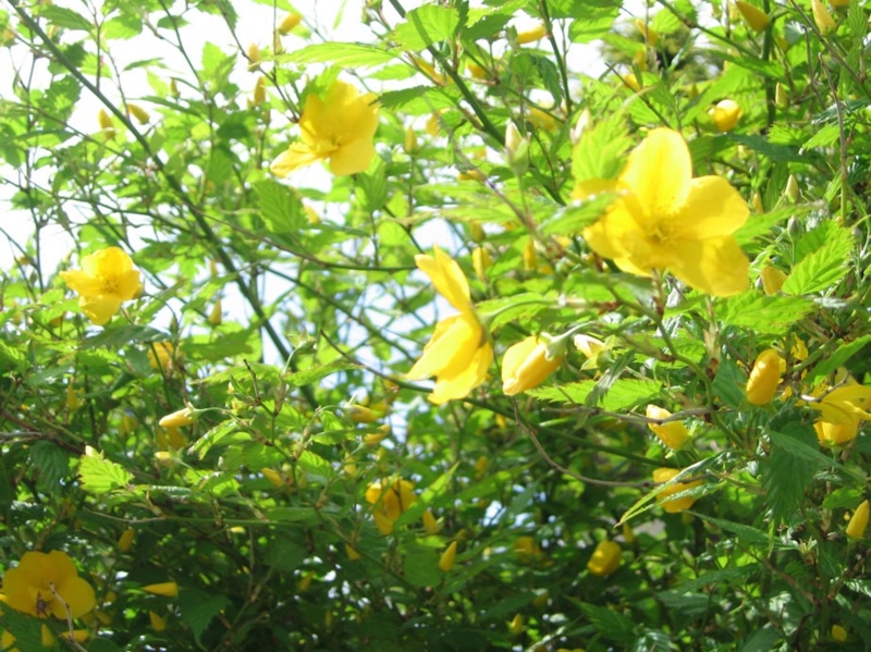 f:id:atarou:20110523064317j:image
