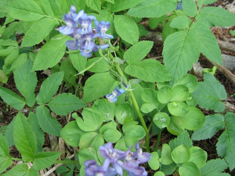 f:id:atarou:20110523065228j:image