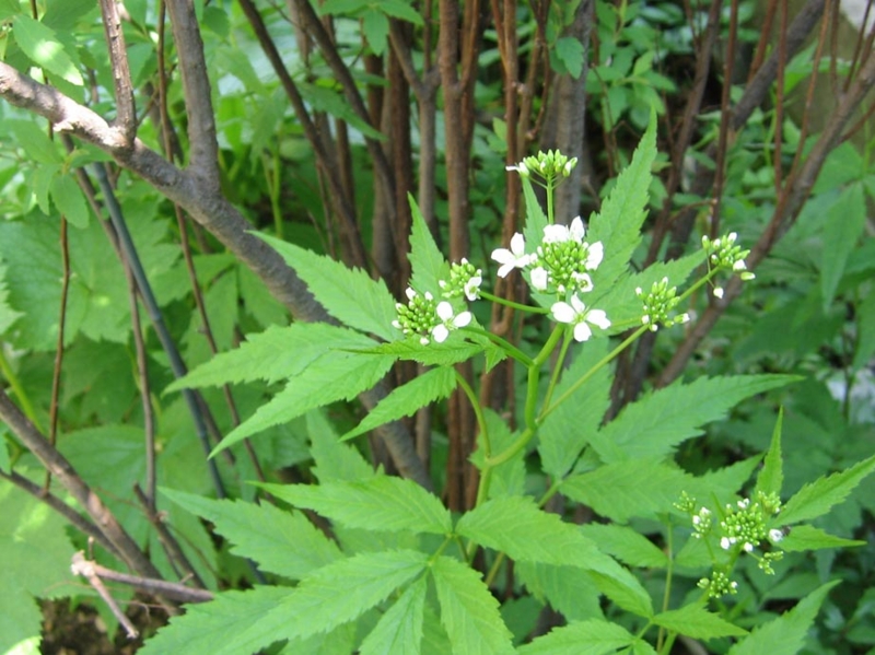 f:id:atarou:20110531211658j:image