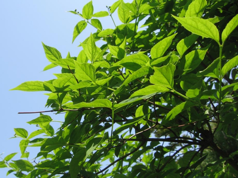 f:id:atarou:20110602201636j:image