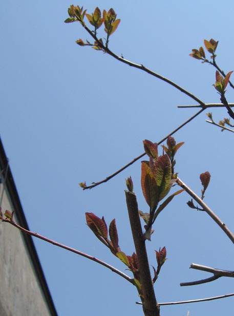 f:id:atarou:20110602201637j:image