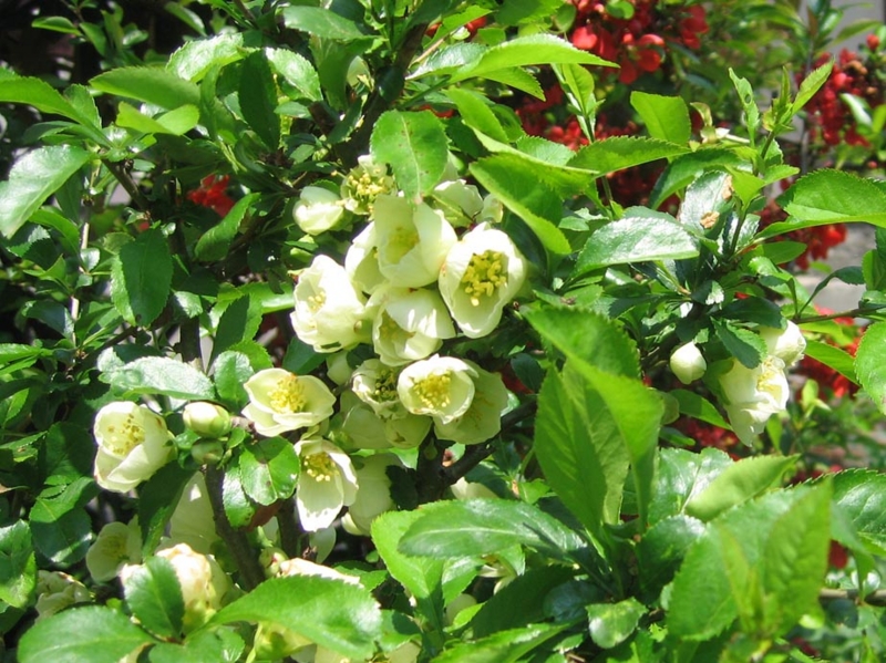 f:id:atarou:20110602201638j:image