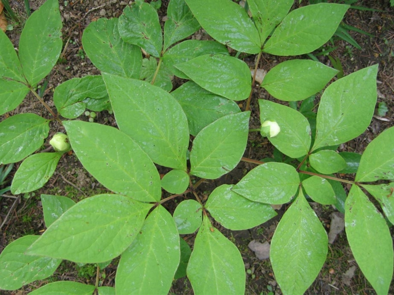 f:id:atarou:20110603055541j:image
