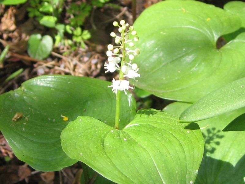 f:id:atarou:20110603055545j:image