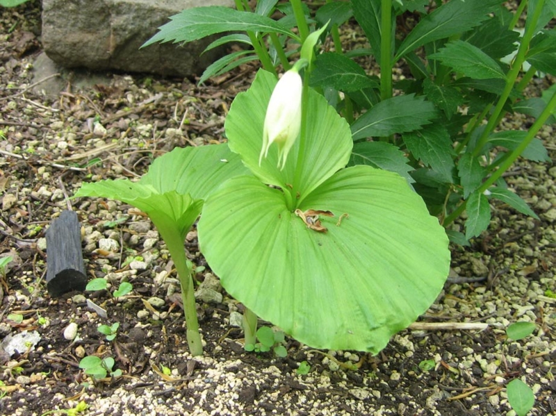 f:id:atarou:20110603061030j:image