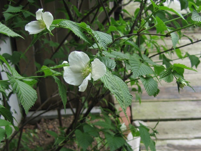 f:id:atarou:20110603061734j:image
