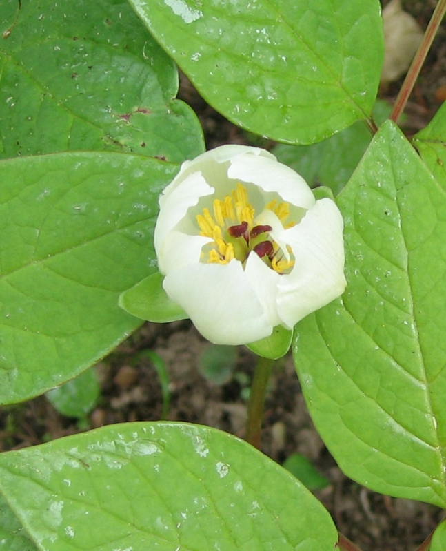 f:id:atarou:20110603181008j:image