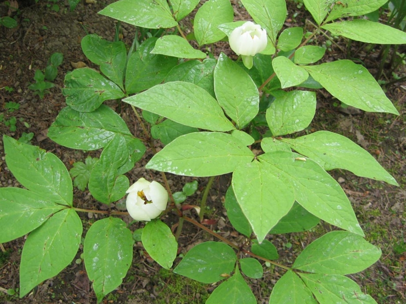 f:id:atarou:20110603182242j:image